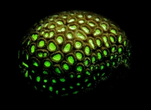 n04_00000004
