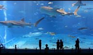 Aquarium Okinawa au Japon